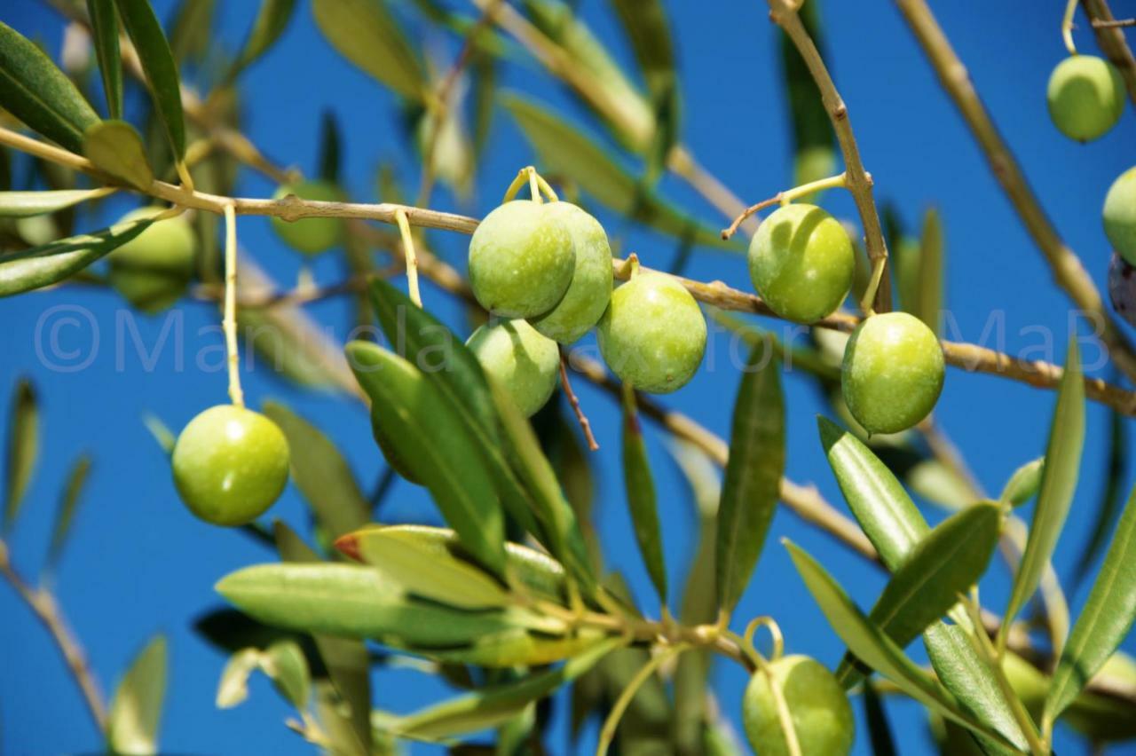 Appartamento Olive House Šimuni Esterno foto